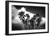 Palm Trees 2-Robert Seguin-Framed Art Print