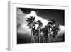 Palm Trees 2-Robert Seguin-Framed Art Print