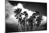 Palm Trees 2-Robert Seguin-Mounted Art Print