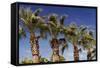 Palm Trees against A Deep Blue Sky in Los Angeles-HHLtDave5-Framed Stretched Canvas