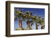 Palm Trees against A Deep Blue Sky in Los Angeles-HHLtDave5-Framed Photographic Print