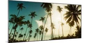 Palm Trees Along the Beach in Morro De Sao Paulo, Tinhare, Cairu, Bahia, Brazil-null-Mounted Photographic Print