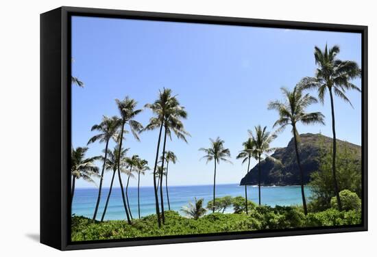 Palm Trees Along the Coast of Waimanalo Bay, Oahu, Hawaii-Stocktrek Images-Framed Stretched Canvas