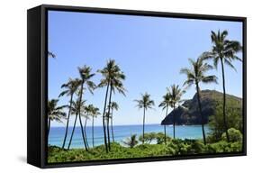 Palm Trees Along the Coast of Waimanalo Bay, Oahu, Hawaii-Stocktrek Images-Framed Stretched Canvas