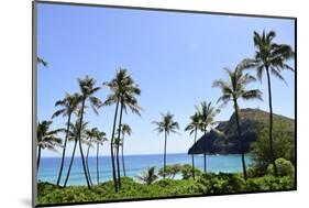 Palm Trees Along the Coast of Waimanalo Bay, Oahu, Hawaii-Stocktrek Images-Mounted Photographic Print