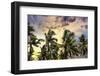 Palm trees along the coastal road, going into the mountains, Bali, Indonesia-Greg Johnston-Framed Photographic Print