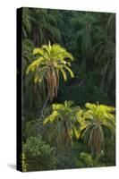 Palm Trees Along Zambezi River-null-Stretched Canvas