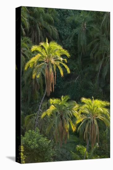 Palm Trees Along Zambezi River-null-Stretched Canvas