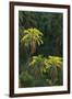 Palm Trees Along Zambezi River-null-Framed Premium Photographic Print