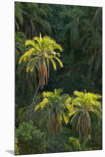 Palm Trees Along Zambezi River-null-Mounted Premium Photographic Print