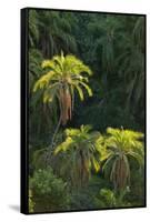 Palm Trees Along Zambezi River-null-Framed Stretched Canvas