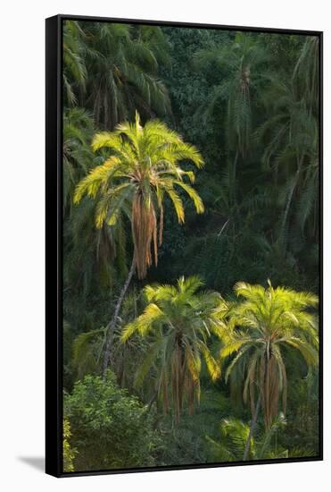 Palm Trees Along Zambezi River-null-Framed Stretched Canvas