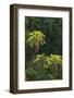 Palm Trees Along Zambezi River-null-Framed Photographic Print