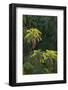 Palm Trees Along Zambezi River-null-Framed Photographic Print