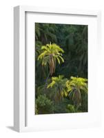 Palm Trees Along Zambezi River-null-Framed Photographic Print