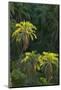 Palm Trees Along Zambezi River-null-Mounted Photographic Print