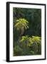 Palm Trees Along Zambezi River-null-Framed Photographic Print