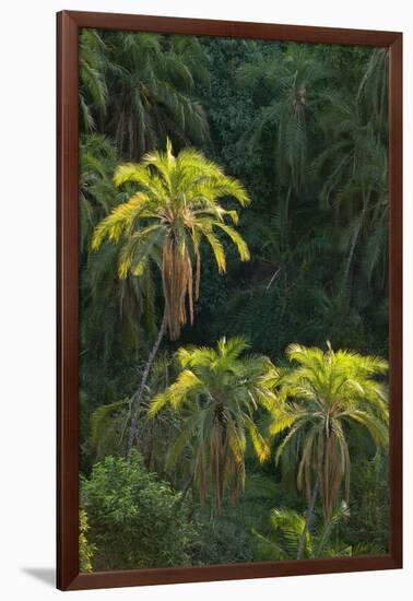 Palm Trees Along Zambezi River-null-Framed Photographic Print