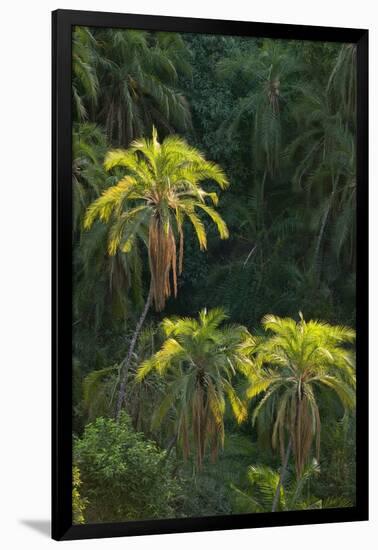 Palm Trees Along Zambezi River-null-Framed Photographic Print