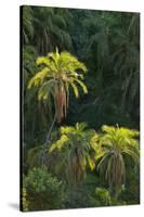 Palm Trees Along Zambezi River-null-Stretched Canvas
