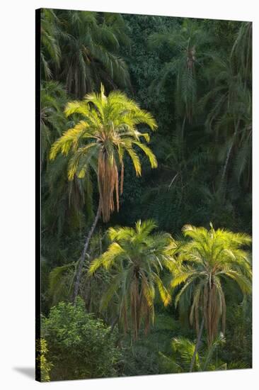 Palm Trees Along Zambezi River-null-Stretched Canvas