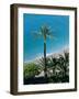 Palm Trees and Baie Des Anges, Nice, Cote d'Azur, Alpes-Maritimes, Provence, France, Europe-Guy Thouvenin-Framed Photographic Print