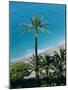 Palm Trees and Baie Des Anges, Nice, Cote d'Azur, Alpes-Maritimes, Provence, France, Europe-Guy Thouvenin-Mounted Photographic Print