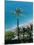 Palm Trees and Baie Des Anges, Nice, Cote d'Azur, Alpes-Maritimes, Provence, France, Europe-Guy Thouvenin-Mounted Photographic Print