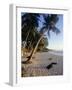 Palm Trees and Beach at Sunset, Western Samoa, South Pacific Islands, Pacific-Maurice Joseph-Framed Photographic Print