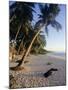 Palm Trees and Beach at Sunset, Western Samoa, South Pacific Islands, Pacific-Maurice Joseph-Mounted Photographic Print