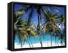 Palm Trees and Beach, Barbados, Caribeean-Peter Adams-Framed Stretched Canvas