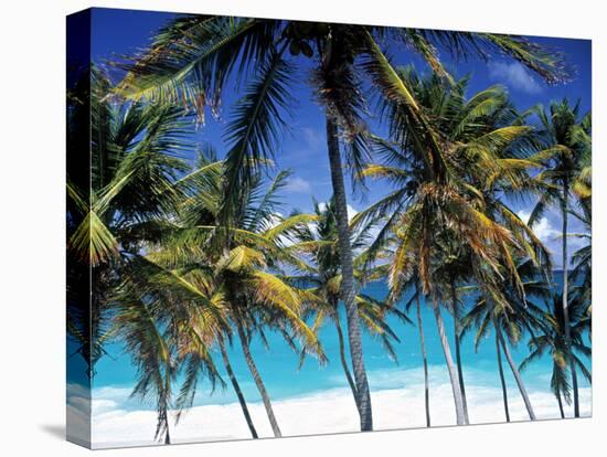 Palm Trees and Beach, Barbados, Caribeean-Peter Adams-Stretched Canvas