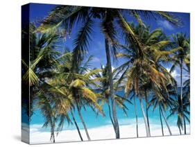 Palm Trees and Beach, Barbados, Caribeean-Peter Adams-Stretched Canvas
