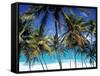 Palm Trees and Beach, Barbados, Caribeean-Peter Adams-Framed Stretched Canvas