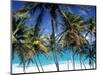 Palm Trees and Beach, Barbados, Caribeean-Peter Adams-Mounted Photographic Print