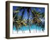 Palm Trees and Beach, Barbados, Caribeean-Peter Adams-Framed Photographic Print