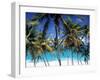 Palm Trees and Beach, Barbados, Caribeean-Peter Adams-Framed Photographic Print