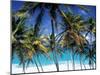Palm Trees and Beach, Barbados, Caribeean-Peter Adams-Mounted Photographic Print