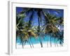 Palm Trees and Beach, Barbados, Caribeean-Peter Adams-Framed Photographic Print