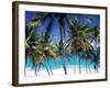 Palm Trees and Beach, Barbados, Caribeean-Peter Adams-Framed Photographic Print