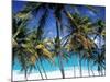 Palm Trees and Beach, Barbados, Caribeean-Peter Adams-Mounted Photographic Print