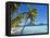Palm Trees and Beach, Bora Bora, Tahiti, Society Islands, French Polynesia, Pacific-Mark Mawson-Framed Stretched Canvas