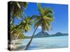 Palm Trees and Beach, Bora Bora, Tahiti, Society Islands, French Polynesia, Pacific-Mark Mawson-Stretched Canvas