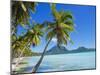 Palm Trees and Beach, Bora Bora, Tahiti, Society Islands, French Polynesia, Pacific-Mark Mawson-Mounted Premium Photographic Print