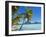 Palm Trees and Beach, Bora Bora, Tahiti, Society Islands, French Polynesia, Pacific-Mark Mawson-Framed Photographic Print