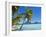 Palm Trees and Beach, Bora Bora, Tahiti, Society Islands, French Polynesia, Pacific-Mark Mawson-Framed Photographic Print