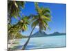 Palm Trees and Beach, Bora Bora, Tahiti, Society Islands, French Polynesia, Pacific-Mark Mawson-Mounted Photographic Print