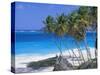Palm Trees and Beach, Bottom Bay, Barbados, Caribbean, West Indies, Central America-John Miller-Stretched Canvas