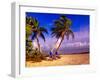 Palm Trees and Beach Chairs, Florida Keys, Florida, USA-Terry Eggers-Framed Premium Photographic Print