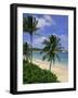 Palm Trees and Beach, Half Moon Bay, Antigua, Leeward Islands, Caribbean, West Indies-John Miller-Framed Photographic Print